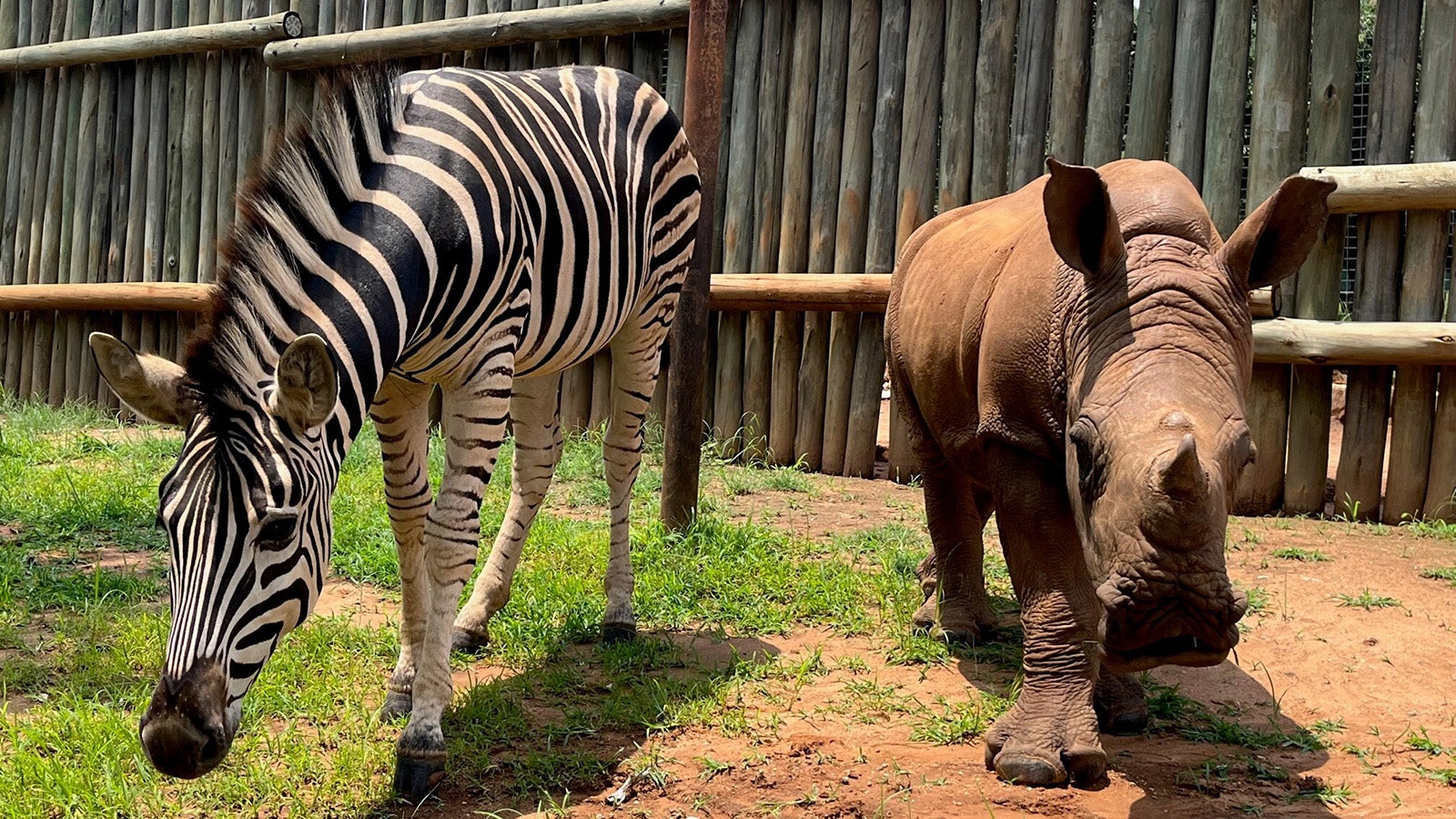 Kleines Nashorn und Zebra werden dicke Freunde